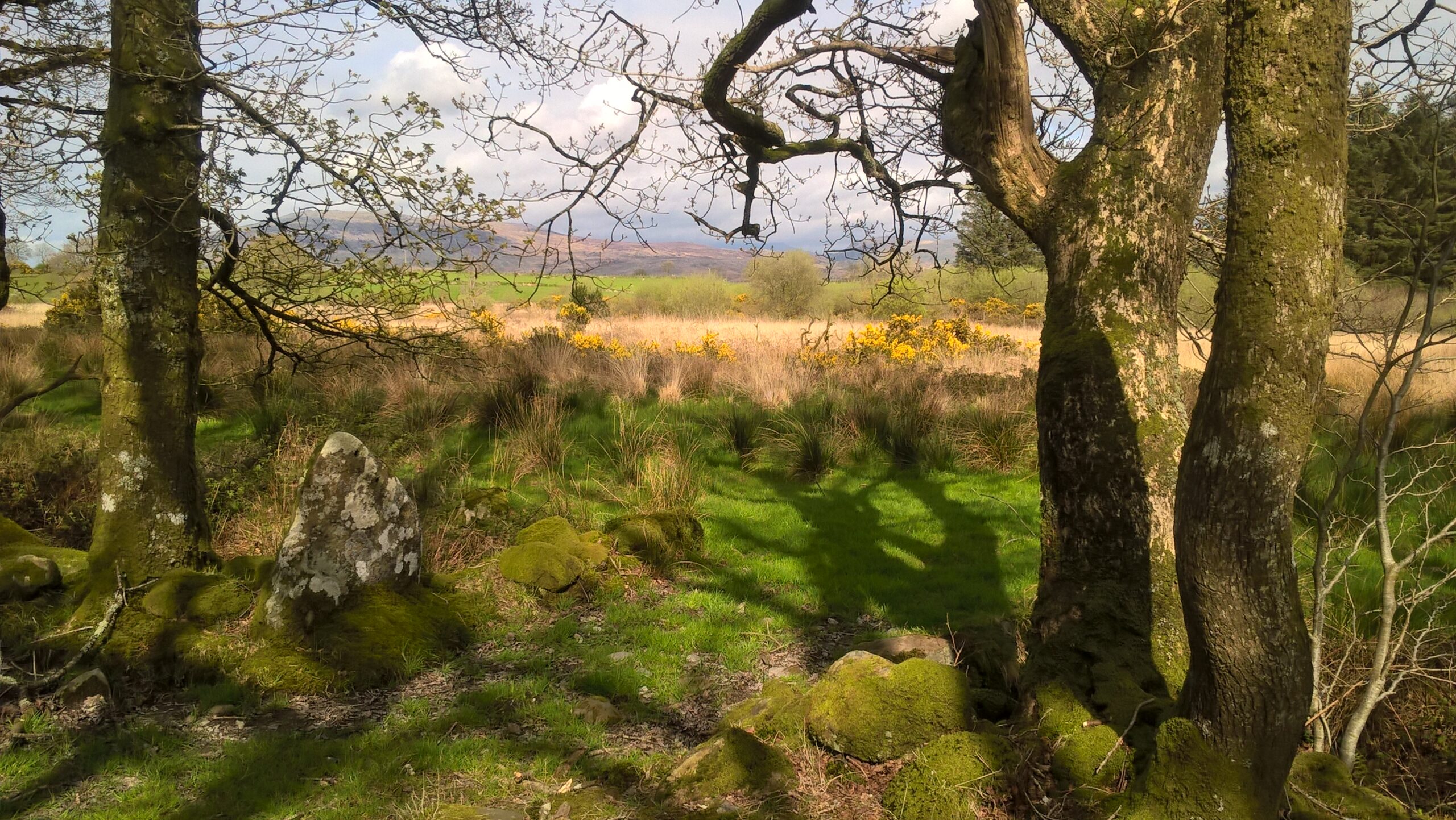 Field with daffodils looking towards hills